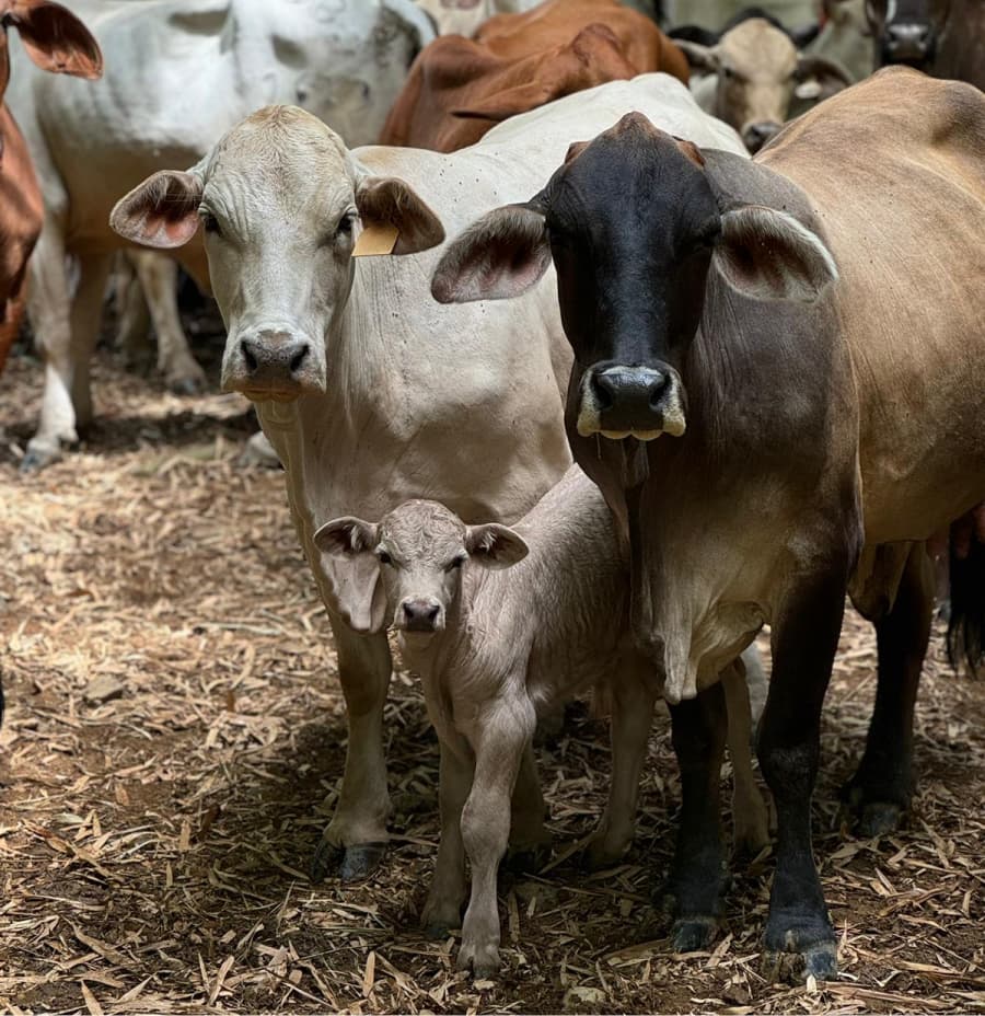 Tres vacas de pie juntas, incluyendo una vaca adulta, un ternero y otra vaca adulta de pelaje más oscuro, en un entorno de granja con suelo cubierto de paja.