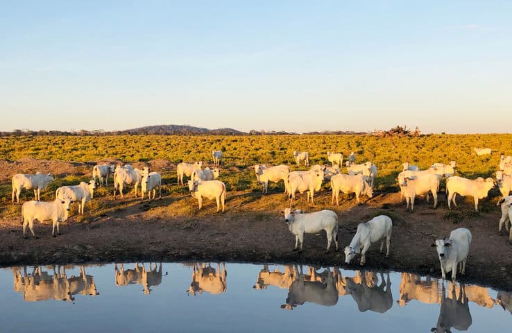 Un rebaño de ganado pastando cerca de una fuente de agua al atardecer, con su reflejo visible en el estanque.