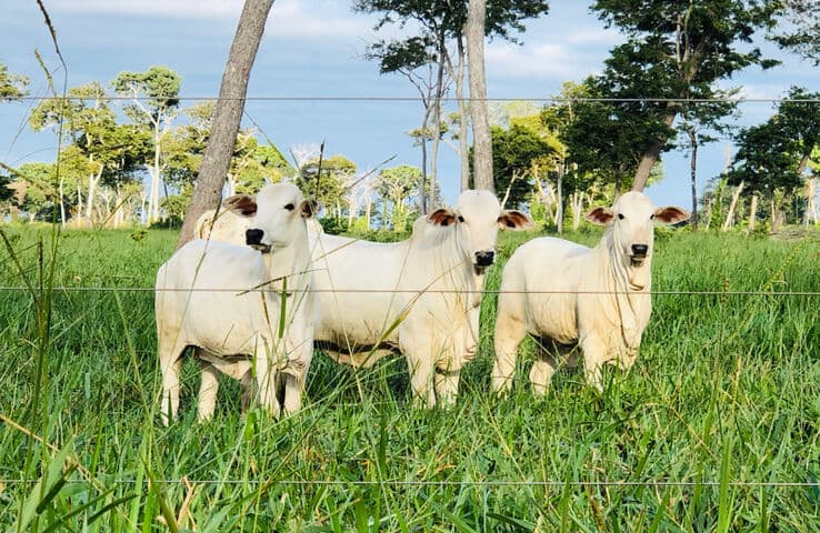 Una vista de cerca de ganado de pie en un campo de hierba rodeado de árboles altos.