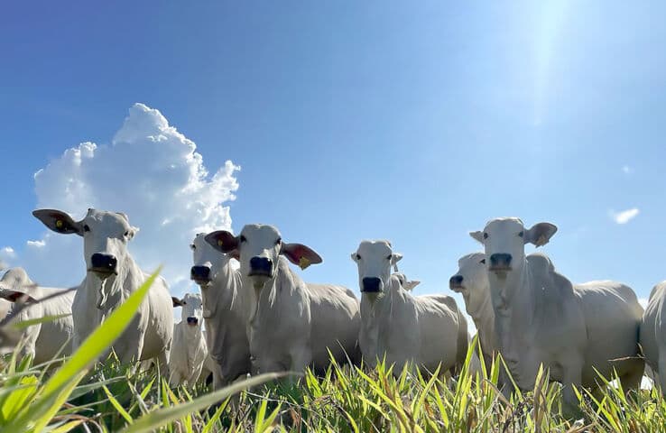 Un grupo de ganado de pie en un campo bajo un cielo azul brillante con grandes nubes al fondo.