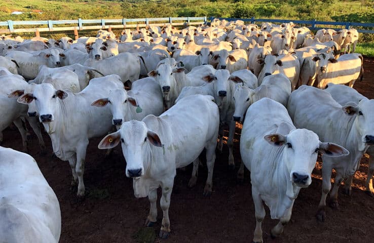 Un gran rebaño de ganado blanco reunido en un área cercada.