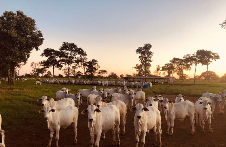 Ganado pastando en un campo al atardecer, con siluetas de árboles y un cielo cálido de la tarde en el fondo.